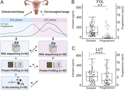 Estradiol-mediated enhancement of the human ectocervical epithelial barrier correlates with desmoglein-1 expression in the follicular menstrual phase